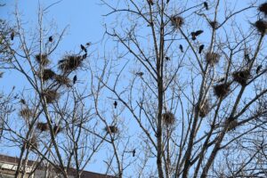 Dravé vtáctvo má odstrašiť havrany. FOTO: Mesto Nové Zámky