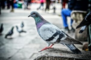 Holub. FOTO: Pexels/Genaro Servín